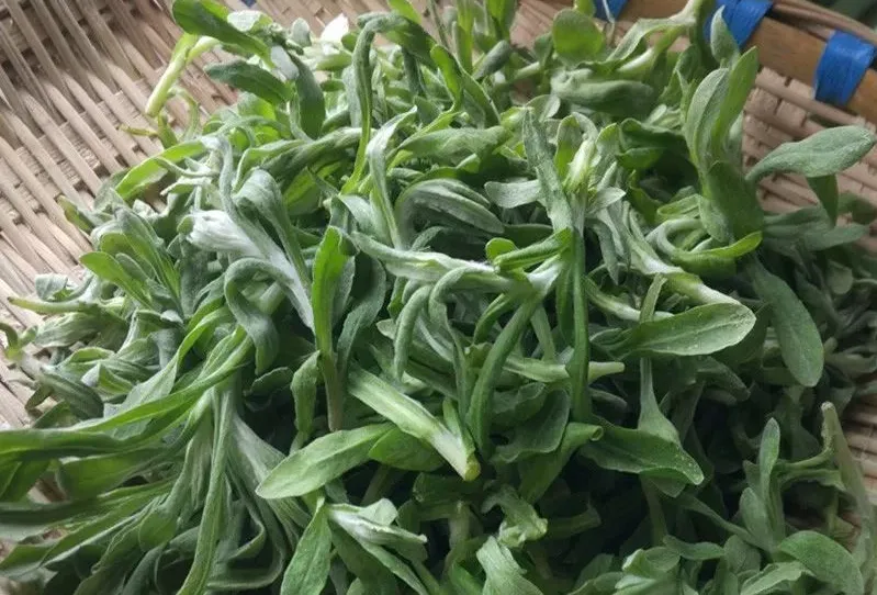 火草 图源：“镇沅发布”微信公众号