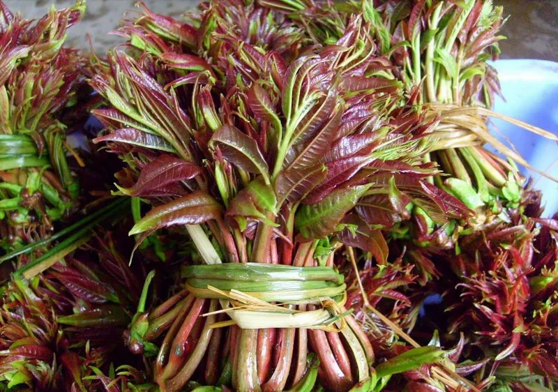 香椿 楚雄州委宣传部 供图