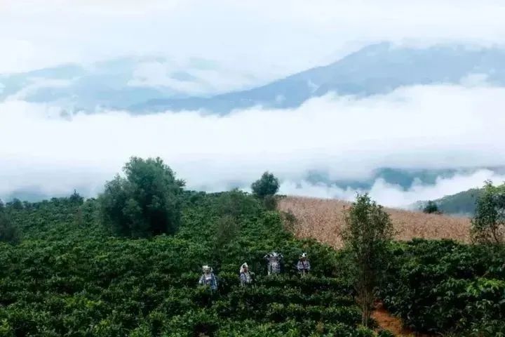 普洱咖啡庄园。起首:新华社