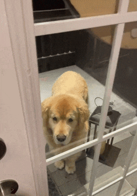 大金毛下雪天不愿意回家,结果变糖霜面包萌化无数网友.