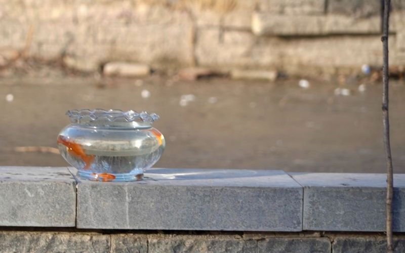 拍鸟者诱拍鸟类使用的鱼缸。新京报记者 王巍 摄