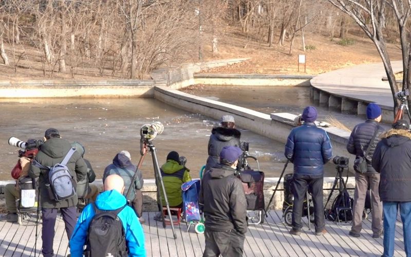 2月14日，奥林匹克森林公园南园沉水廊道西侧的小水池边，十余名拍鸟者驾着机器，拍摄翠鸟。新京报记者 王巍 摄