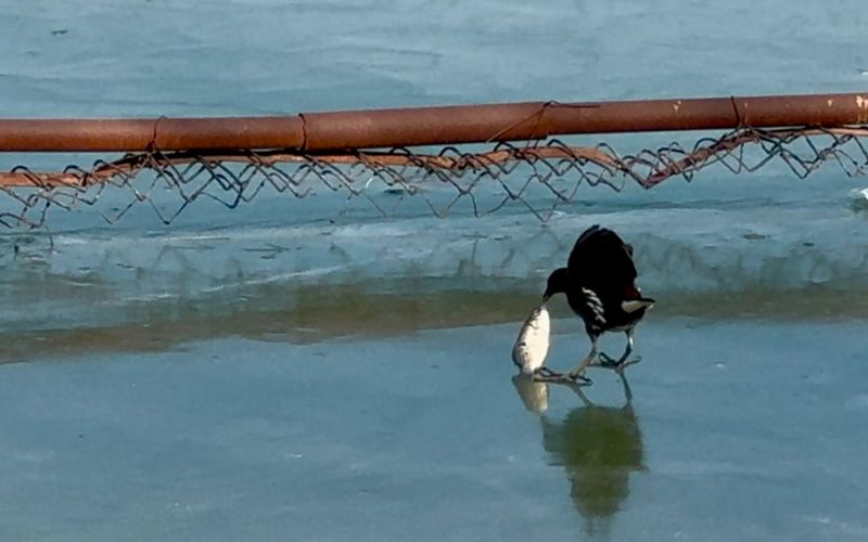 随着气温回升，奥林匹克森林公园内湖泊南岸的水域已开始解冻，一只鸟正在捕食小鱼。新京报记者 王巍 摄