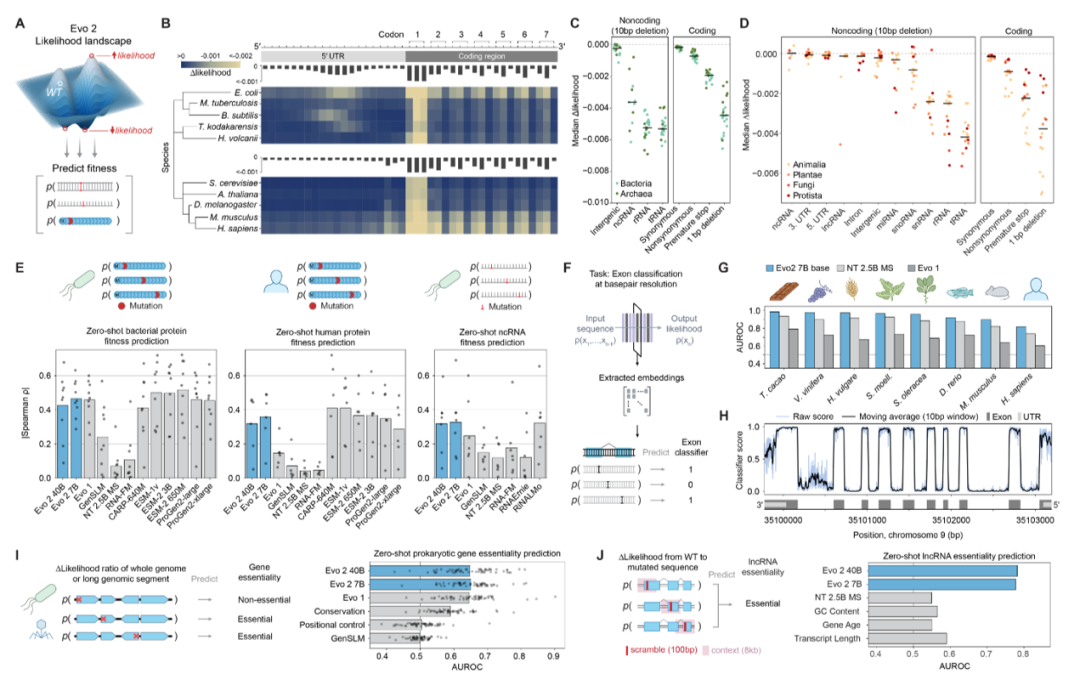 图丨 Evo 2 预测所有生命领域蛋白质、RNA 和有机体适合度的突变效应（来源：Arc）