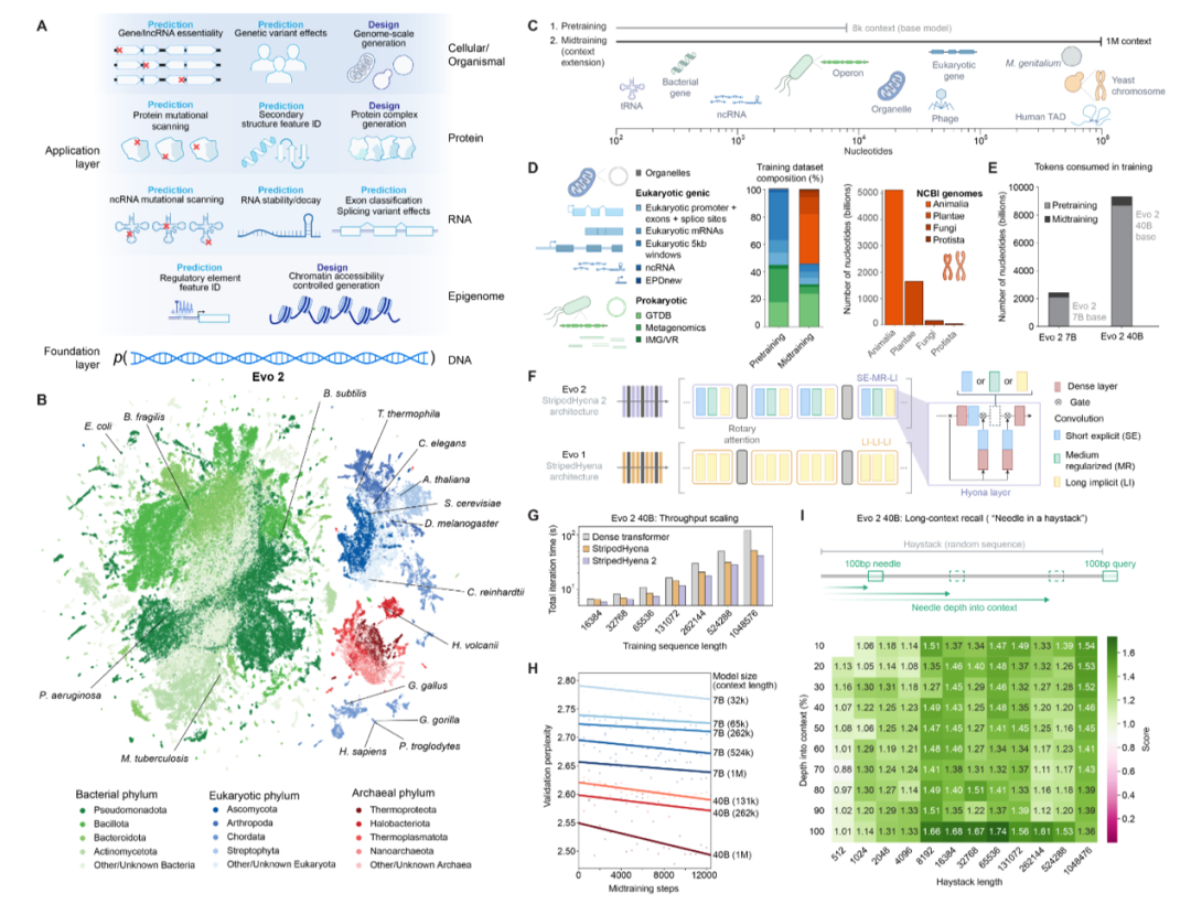 图丨 Evo 2 的模型架构、训练过程、数据集和评估概览（来源：Arc）