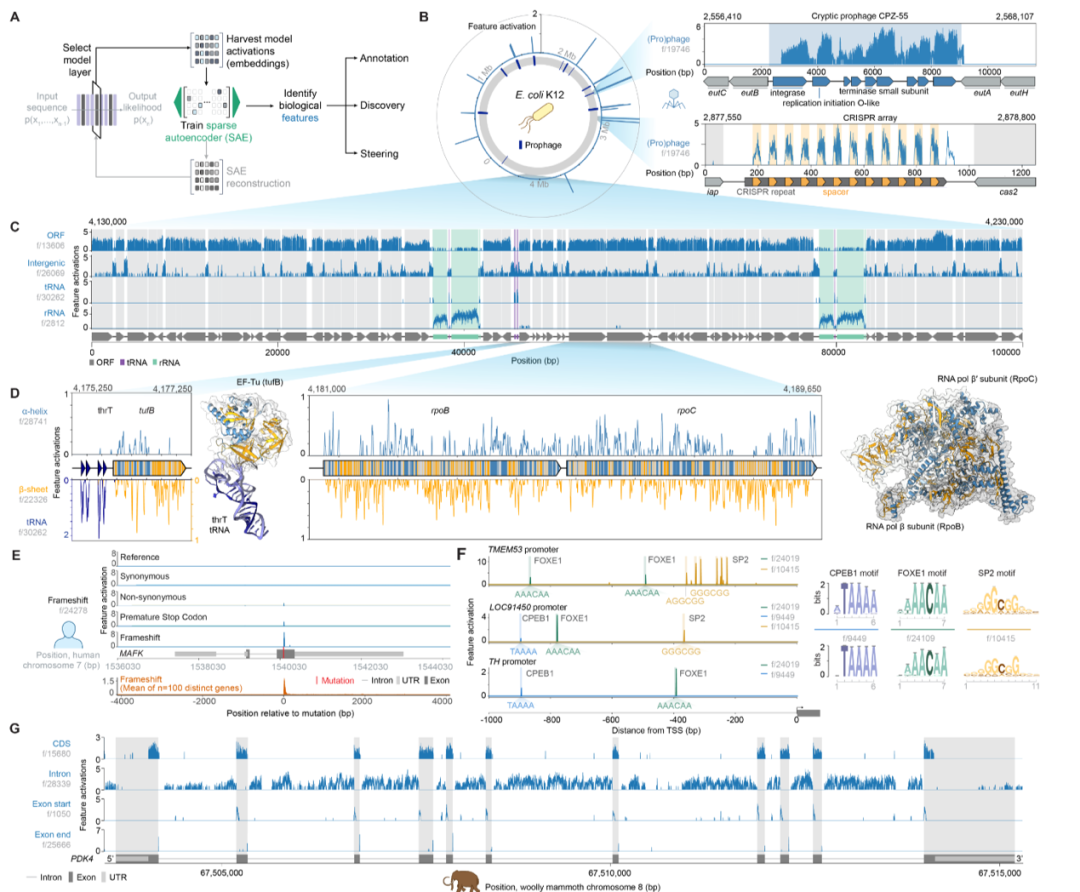 图丨 Evo 2 的机制可解释性揭示了 DNA、RNA、蛋白质和生物体水平的特征。（来源：Arc）