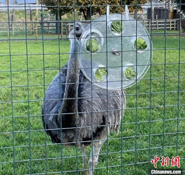 一只美洲驼鸟在本次研究实验中试图解答谜题。施普林格·自然 供图