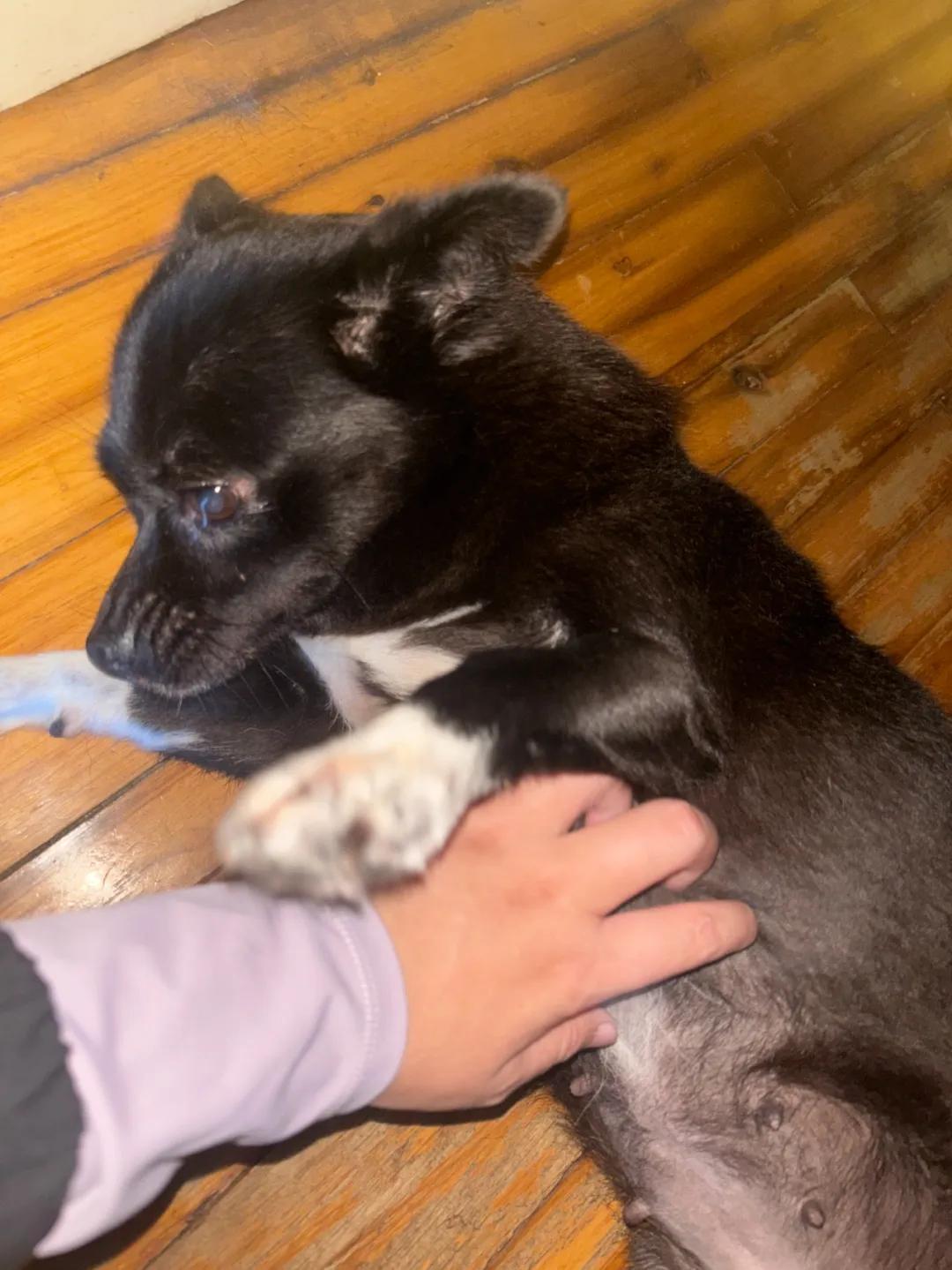 米亚接单去做上门喂狗遛狗的工作。（图/受访者提供）