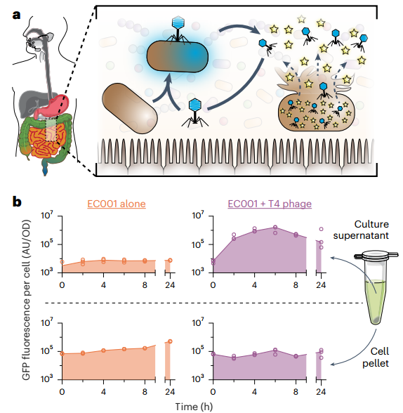 图 | 展示了噬菌体感染细菌后，能够将细胞内蛋白释放到细胞外环境