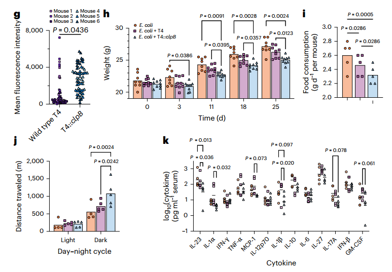图 | T4::clpB 噬菌体能够减少食物摄入量和体重增加，并降低与肥胖相关的促炎细胞因子水平