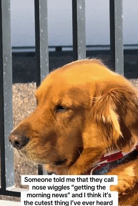 大金毛扭鼻子原来是在收听"早间新闻":让我闻闻都发生了啥事.