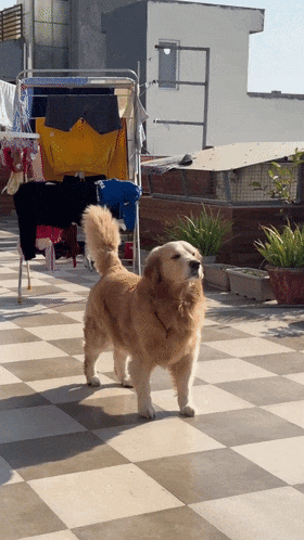 大金毛扭鼻子原来是在收听"早间新闻":让我闻闻都发生了啥事.