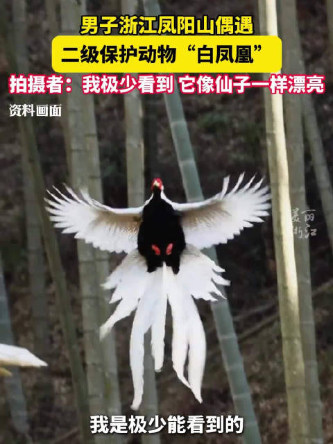 男子在浙江山里偶遇一群白凤凰 长尾飘逸如林中仙子!|白鹇|浙江省|凤阳山|保护动物|南方_新浪新闻