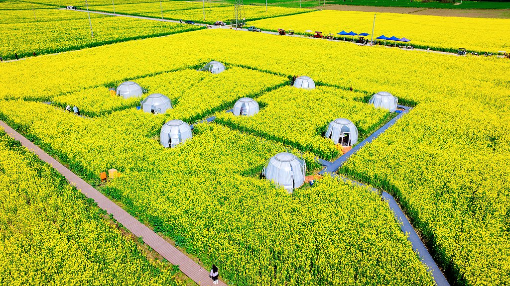 2月28日,四川崇州道明镇智慧农场,艳阳高照,油菜花正值盛花期,花海在