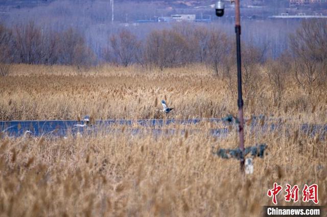 图为北京野鸭湖国际重要湿地启用全新的AI“鹰眼”鸟类监测系统。李晓鹏 摄
