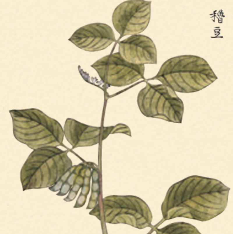 《成形图说》中描绘的“穞豆”，即今天的大豆。《中国食物：粮食史话》插图。