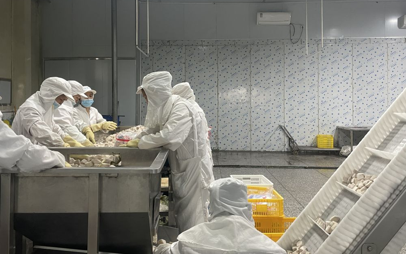 ▲某预制菜生产间里，雇工们正对加工后的菜品进行挑拣分装。图/新华社