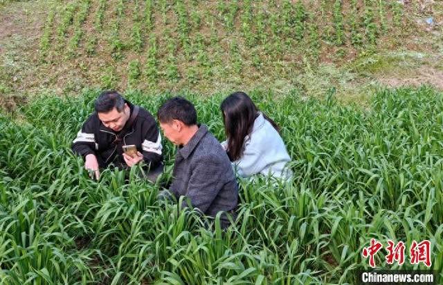 利用AI诊断小麦苗情。富顺融媒 供图