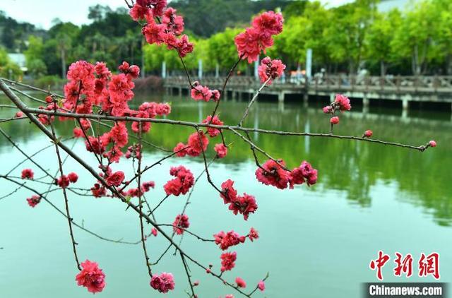 3月13日，初春时节，位于福州市的福建农林大学，校园里的桃花陆续绽放，吸引不少学生和市民前来赏花。中新社记者 张斌 摄