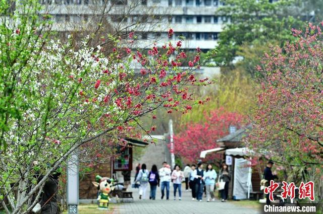 3月13日，初春时节，位于福州市的福建农林大学，校园里的桃花陆续绽放，吸引不少学生和市民前来赏花。中新社记者 张斌 摄