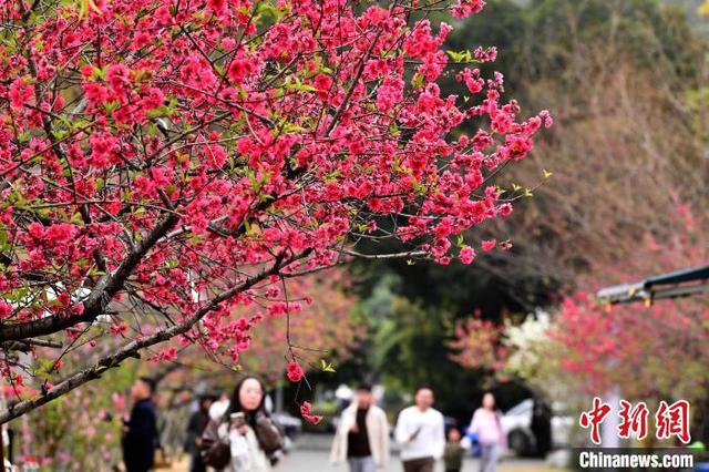 3月13日，初春时节，位于福州市的福建农林大学，校园里的桃花陆续绽放，吸引不少学生和市民前来赏花。中新社记者 张斌 摄