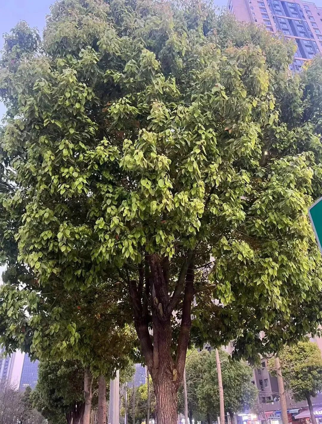 昆明街头已出现!别碰,快躲开!|衣服_新浪财经_新浪网