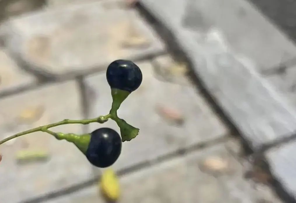 昆明街头已出现!别碰,快躲开!|衣服_新浪财经_新浪网