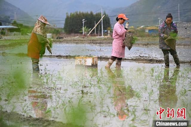 图为在广西百色市田林县利周瑶族乡百达村,农民在田间抛秧.黄数情 摄