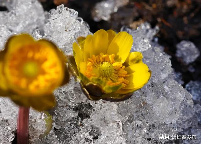长春冰凌花赏花指南来啦~净月潭、莲花山等四地已盛开_新浪财经_新浪网