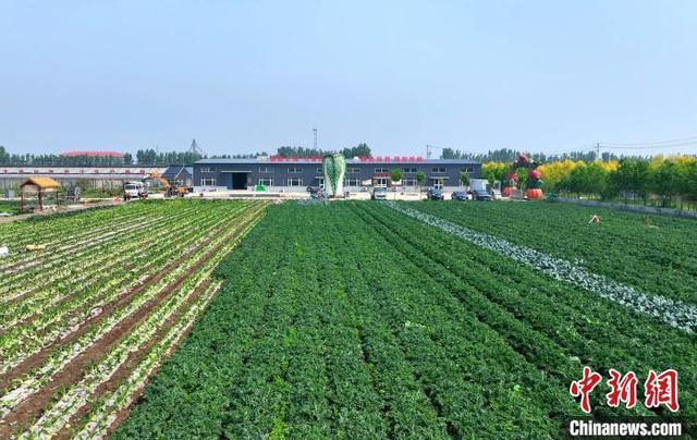 探访山东高密羽衣甘蓝种植基地:"超级蔬菜"香飘海内外