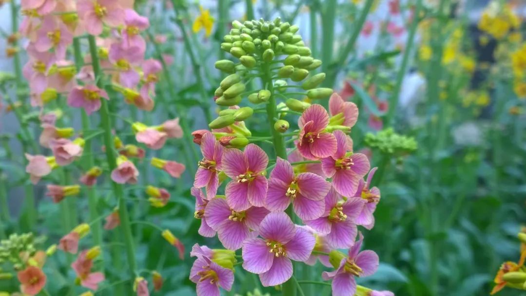 新色-褐红大斑块