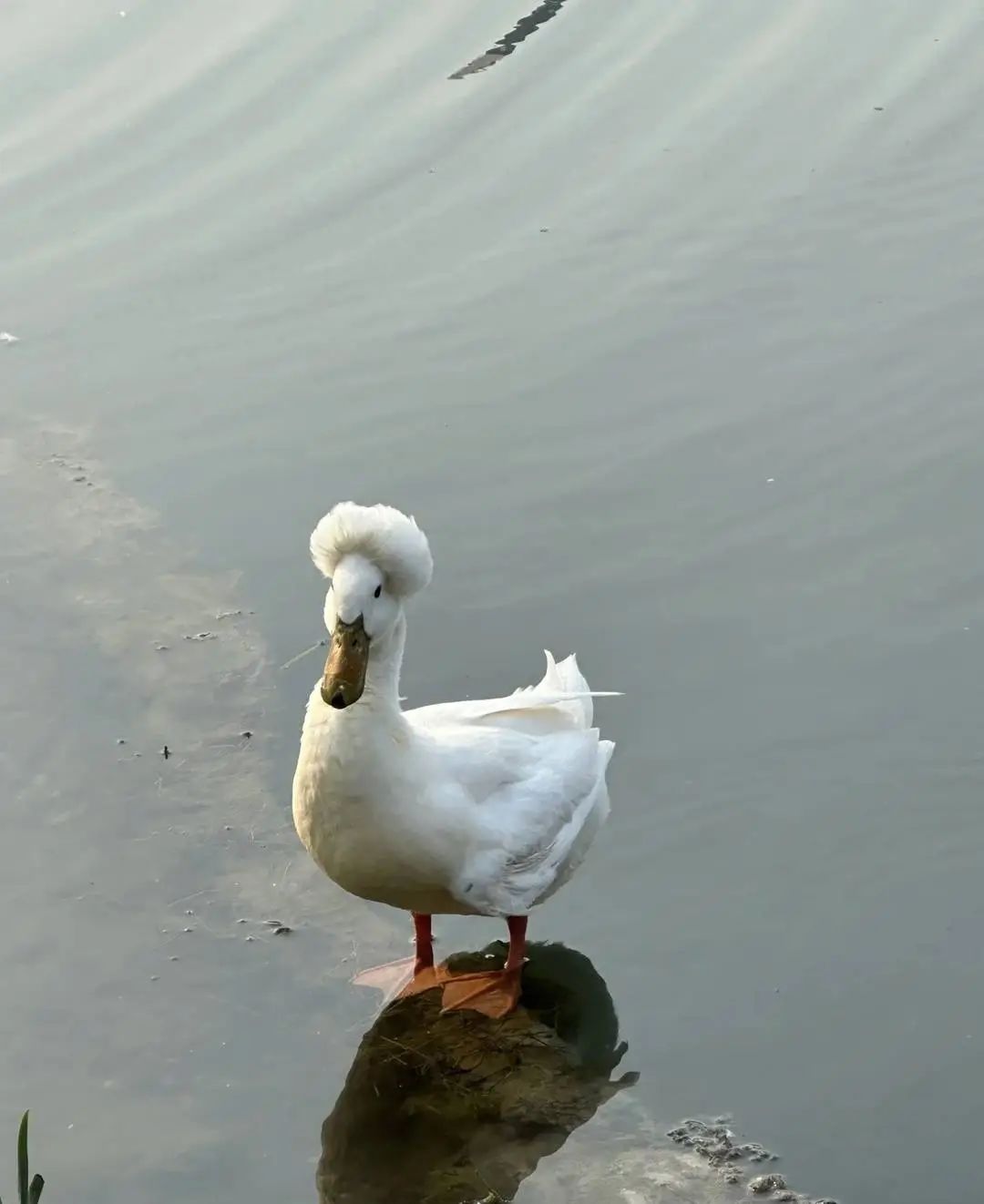 玄武湖的凤头鸭