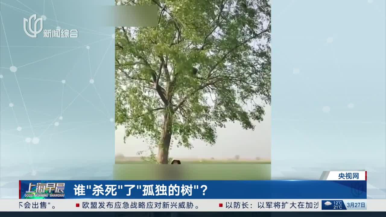 谁“杀死”了“孤独的树”?_新浪新闻