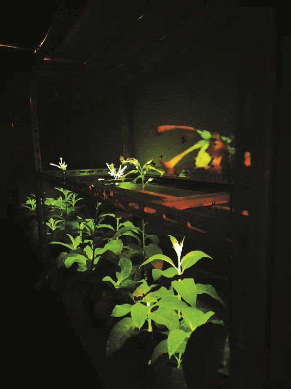 新一代高强度的自发光植物