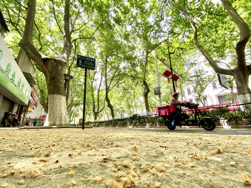 （资料图，梧桐飞絮）