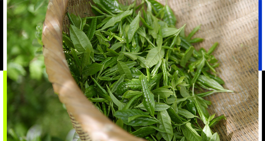 你为什么不喝茶？