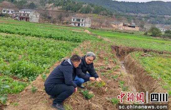 农业专家前往田间查看油菜长势。 游仙区委宣传部供图