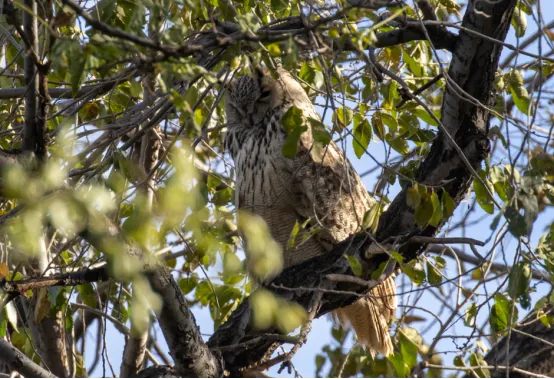 北京市区的雕鸮 