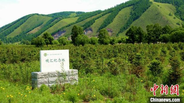 2019年6月，内蒙古大兴安岭，林区通过森林抚育、植树造林提升碳汇资源潜力。 (内蒙古森工集团供图)