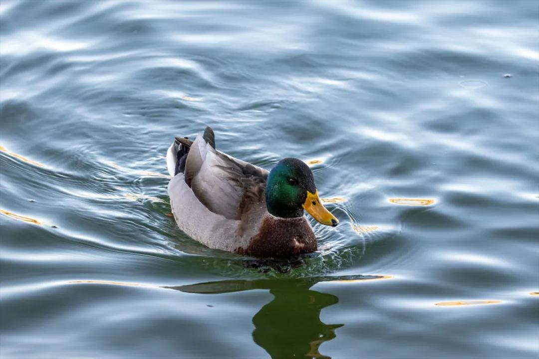绿头鸭 