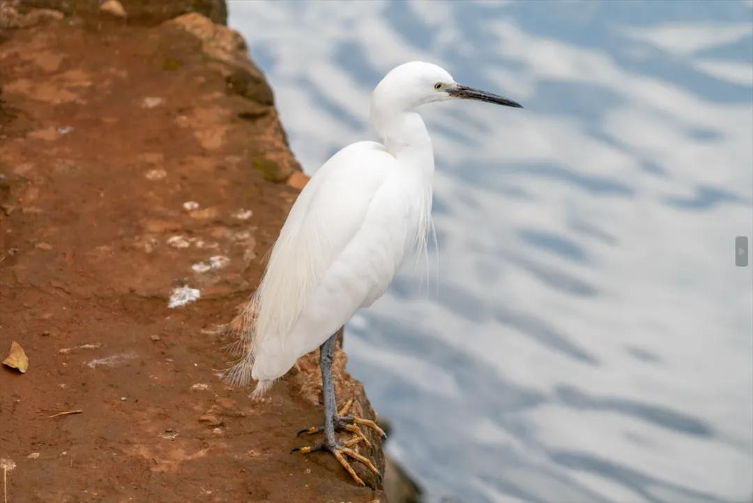 注意白鹭爪上的黄色