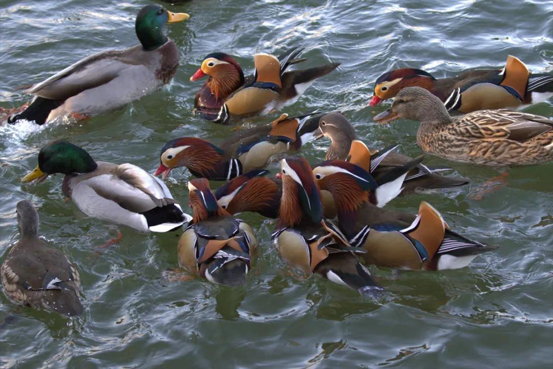 鸳鸯和鸭子一起争抢食物