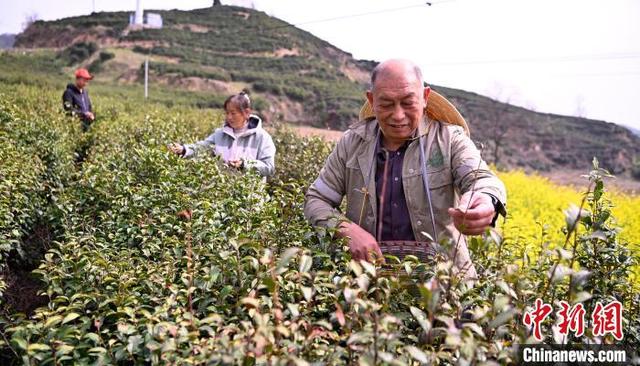 图为茶山采茶。焦汉平 摄