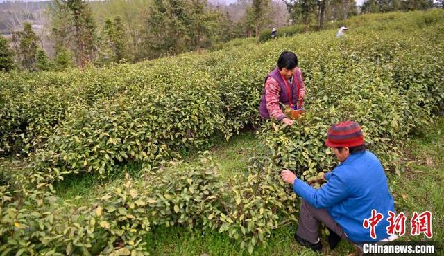 图为茶农采摘忙。焦汉平 摄