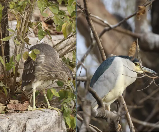 未成年和成年夜鹭对比图 