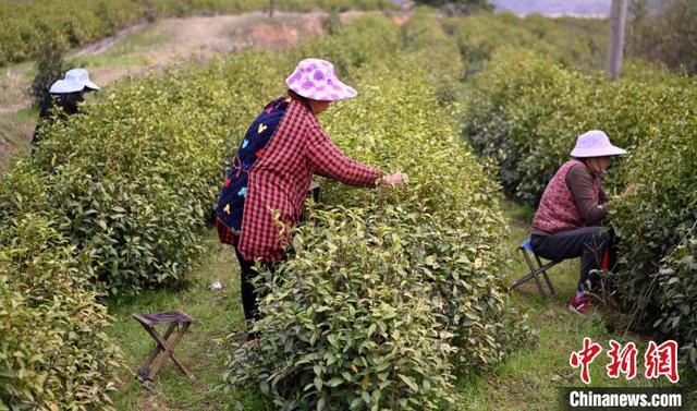 图为茶农采摘忙。焦汉平 摄