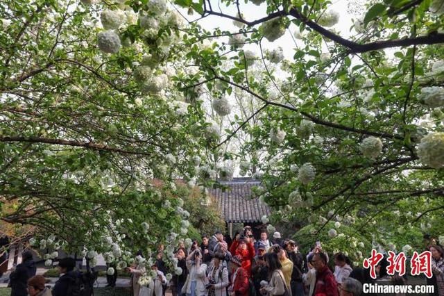 图为市民和游客在崇正书院内拍摄盛开的木绣球。中新社记者 泱波 摄