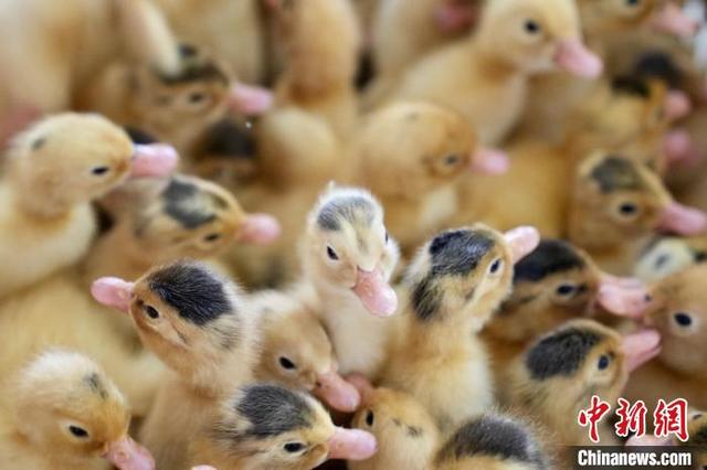 图为南昌市南昌县冈上镇合山村苗旺帮扶车间内孵化成功的鸭苗。卢梦梦 摄
