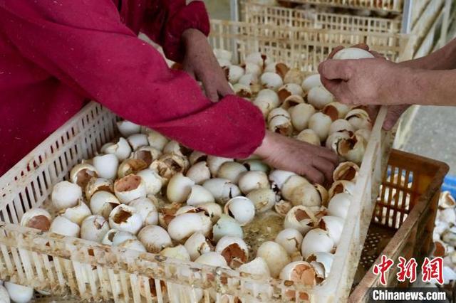 图为南昌市南昌县冈上镇合山村苗旺帮扶车间内，工人正在分拣鸭苗。卢梦梦 摄