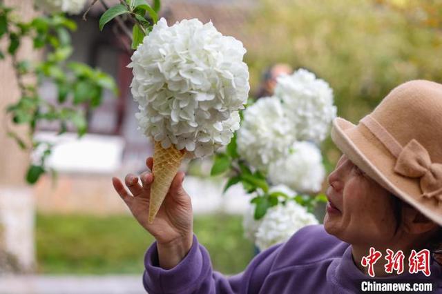 图为市民在崇正书院内拍摄盛开的木绣球。中新社记者 泱波 摄